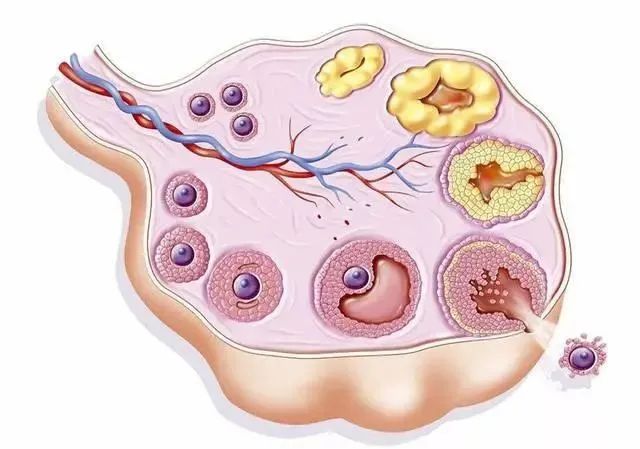 卵巢功能下降和卵巢早衰是一回事嗎？該怎麼備孕？