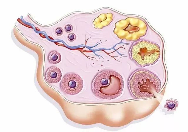 卵巢功能不好如何改善